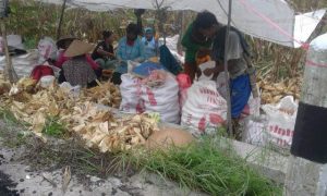 Infrastruktur TMMD Pemalang Pacu Produksi Jagung di Bodeh 