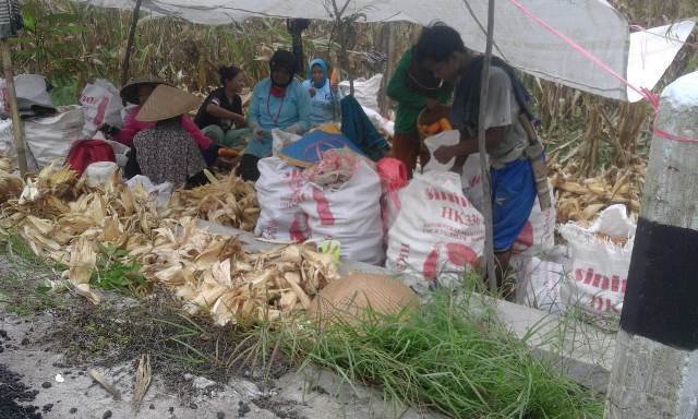 Infrastruktur TMMD Pemalang Pacu Produksi Jagung di Bodeh 