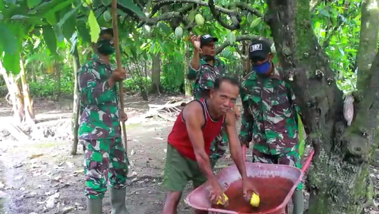 Suyat Semangat Mengambil Buah Kakao yang Dipetik Satgas TMMD