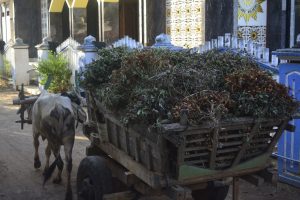 Unik, Cikar Masih Terlihat Di Desa Tebluru Tempat Berlangsungnya Satgas TMMD 109 Unik, Cikar Masih Terlihat Di Desa Tebluru Tempat Berlangsungnya Satgas TMMD 109