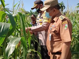 Kapolresta Panen Jagung Dan Ikan Lele Kapolresta Panen Jagung Dan Ikan Lele
