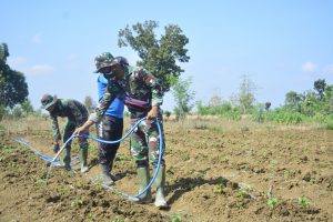 Harmonis, Anggota Satgas Tmmd ke 109 Bersama Petani Siram Tanaman di sawah