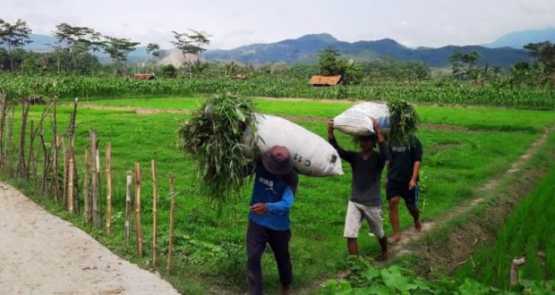 Lagi Petani Kalinusu Terbantu Akses Jalan Hasil Tmmd Reguler Brebes News Hunter