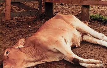 Puluhan Sapi Milik Warga Desa Purnama Sari Kecamatan Kikim Barat Mati Serentak