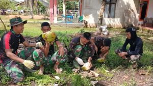 Buah Kelapa Muda Yang Ada di Lokasi TMMD Ke-111 Kodim 1207/Pontianak