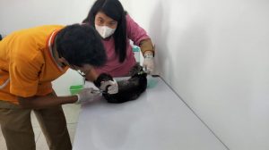 Peringati Hari Rabies, Pemprov Sumsel Gelar Vaksinasi Hewan Gratis Peringati Hari Rabies, Pemprov Sumsel Gelar Vaksinasi Hewan Gratis