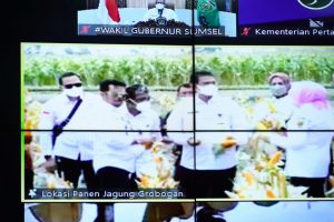 Sumsel Optimis Tetap Masuk Dalam 10 Besar Nasional Daerah Penghasil Jagung Sumsel Optimis Tetap Masuk Dalam 10 Besar Nasional Daerah Penghasil Jagung