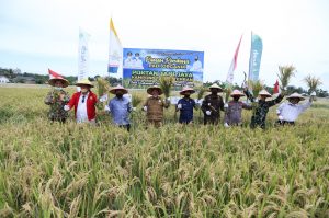 Bupati Mursil Tinjau Langsung Panen Perdana Padi Organik
