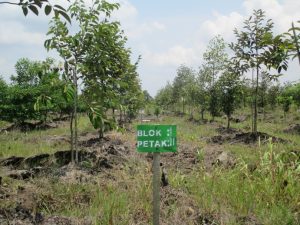 Dinas Kehutanan Provinsi Sumsel Galakan Program Rehabilitasi Daerah Aliran Sungai