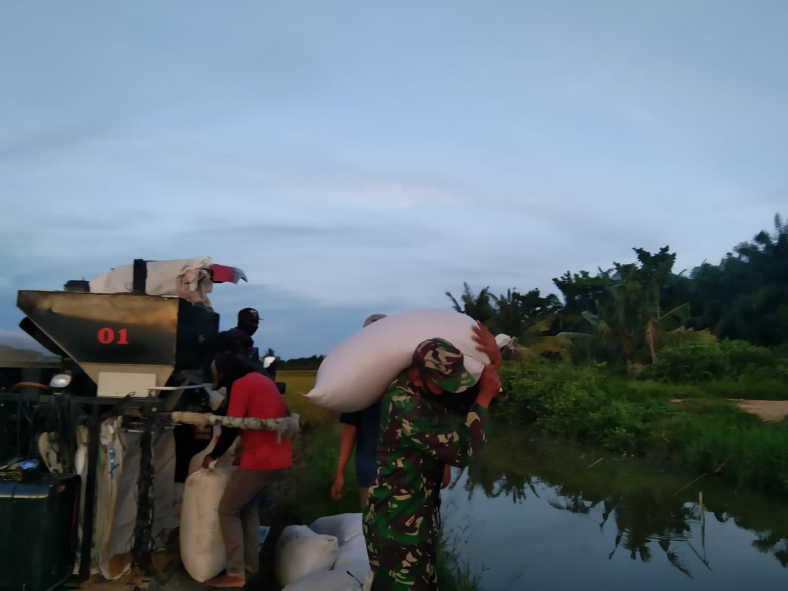 Babinsa Koramil 03/ Seruway Bantu Petani Panen Padi