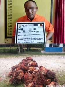 Curi Sawit Milik PT BSP, Pelaku di Serahkan ke Polsek Tapung Curi Sawit Milik PT BSP, Pelaku di Serahkan ke Polsek Tapung