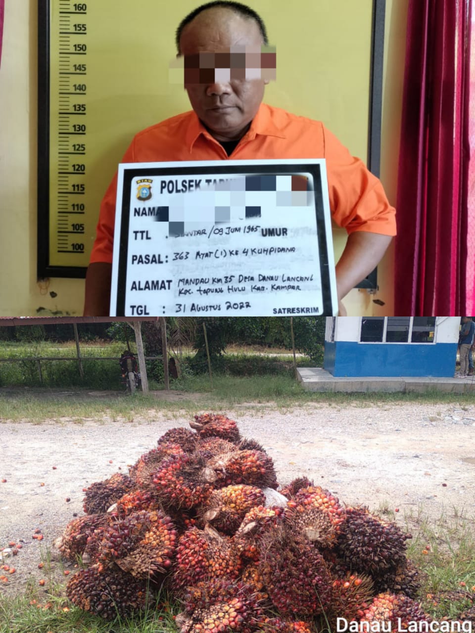 Curi Sawit Milik PT BSP, Pelaku di Serahkan ke Polsek Tapung