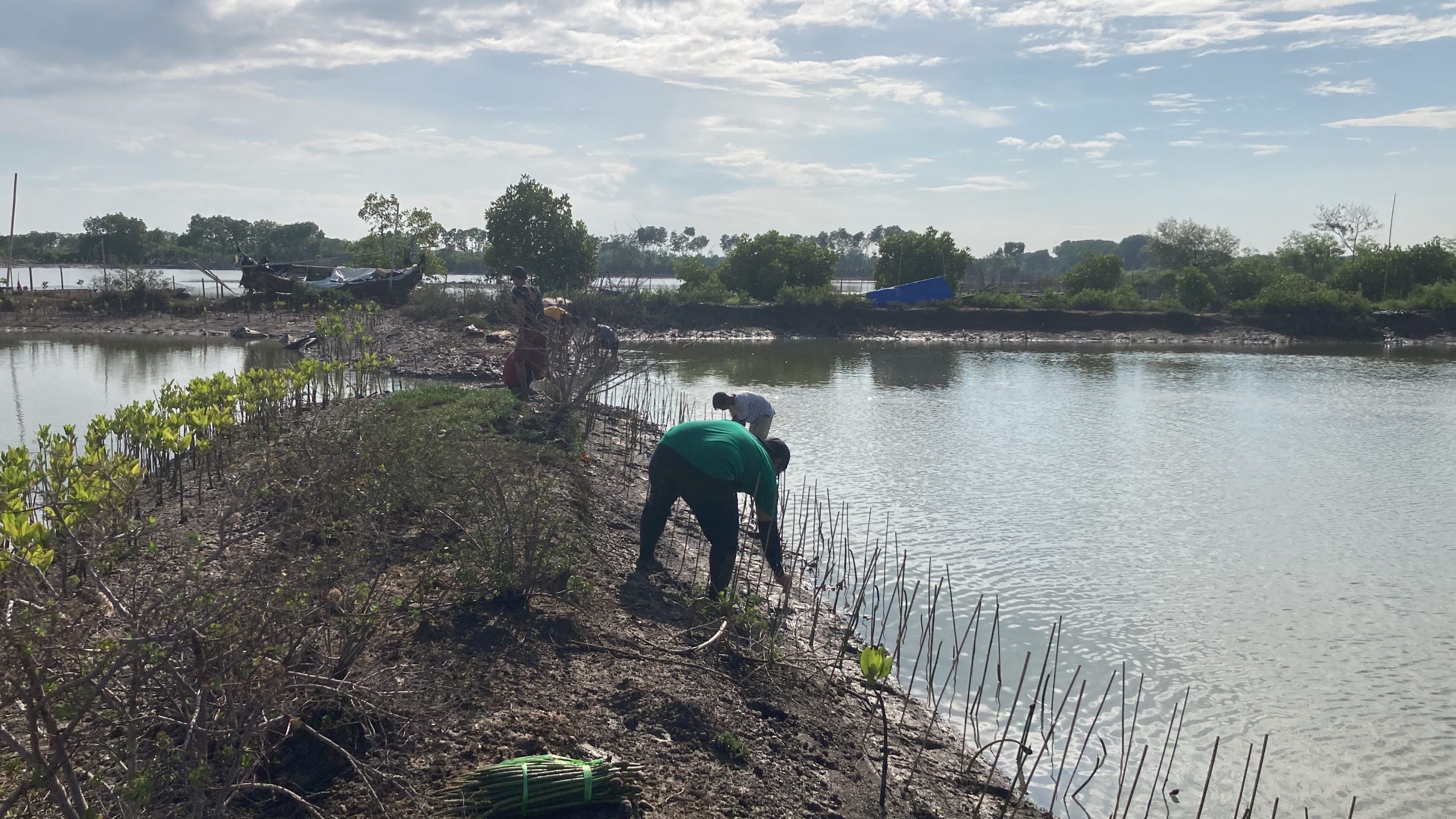 Penanaman mangrove Cause ID di pesisir Pantai Kartika Jaya (Dokumentasi: LindungiHutan).