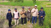 Dampak Kekeringan, DPW Tani Merdeka Indonesia Sumsel Tinjau Sawah Terdampak di Ogan Ilir