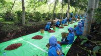 Holding Perkebunan Nusantara Perkuat Diversifikasi Agribisnis, Produksi Kopi PTPN IV PalmCo Melonjak 225 Persen Holding Perkebunan Nusantara Perkuat Diversifikasi Agribisnis, Produksi Kopi PTPN IV PalmCo Melonjak 225 Persen
