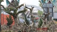 Penataan Halaman TMSBK Dimulai, Pemko Bukittinggi Klaim Kembalikan Fungsi Ruang Publik