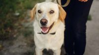 Warna Urine Anjing, Panduan Mengenali Kondisi Kesehatannya