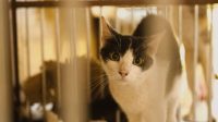 Panduan Membersihkan Kandang Kucing Dengan Benar Panduan Membersihkan Kandang Kucing Dengan Benar